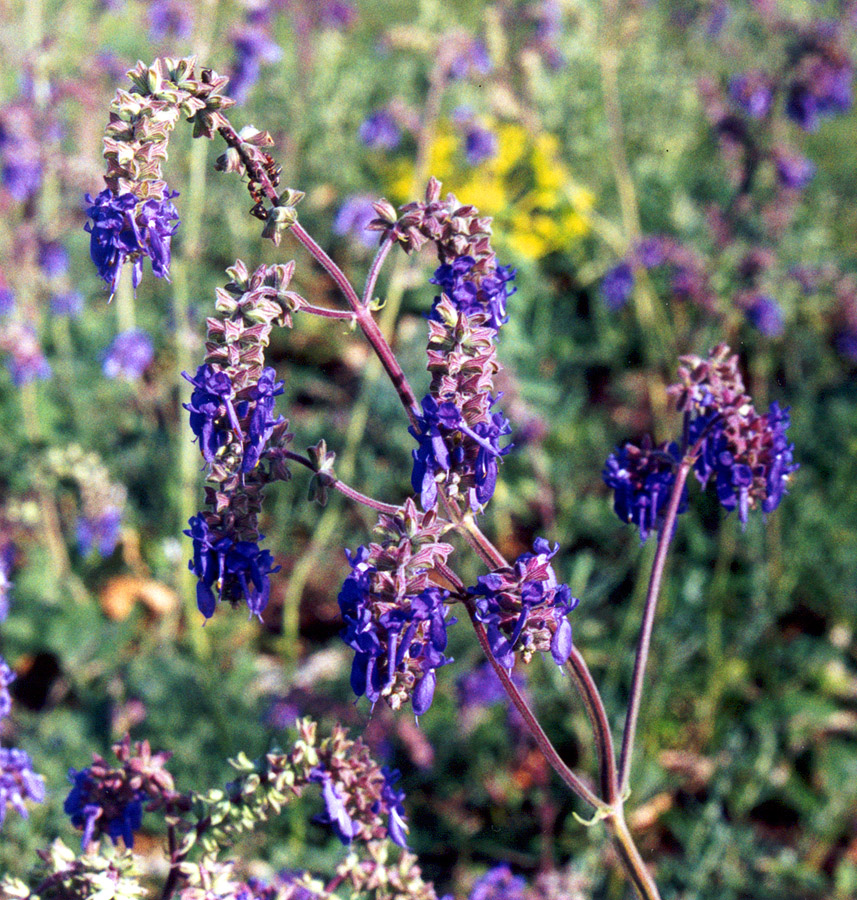 Image of Salvia nutans specimen.