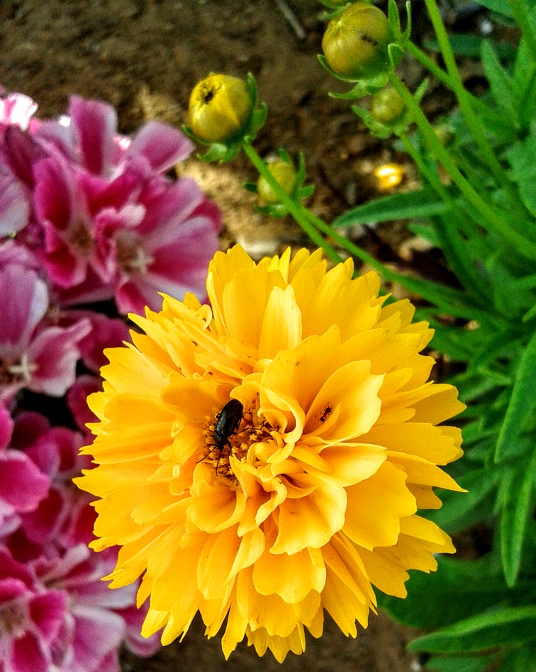 Изображение особи род Coreopsis.