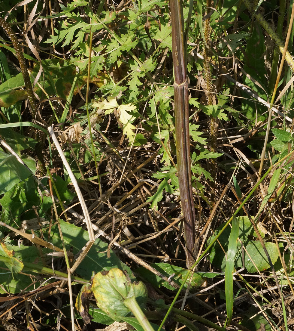 Image of Seseli libanotis specimen.