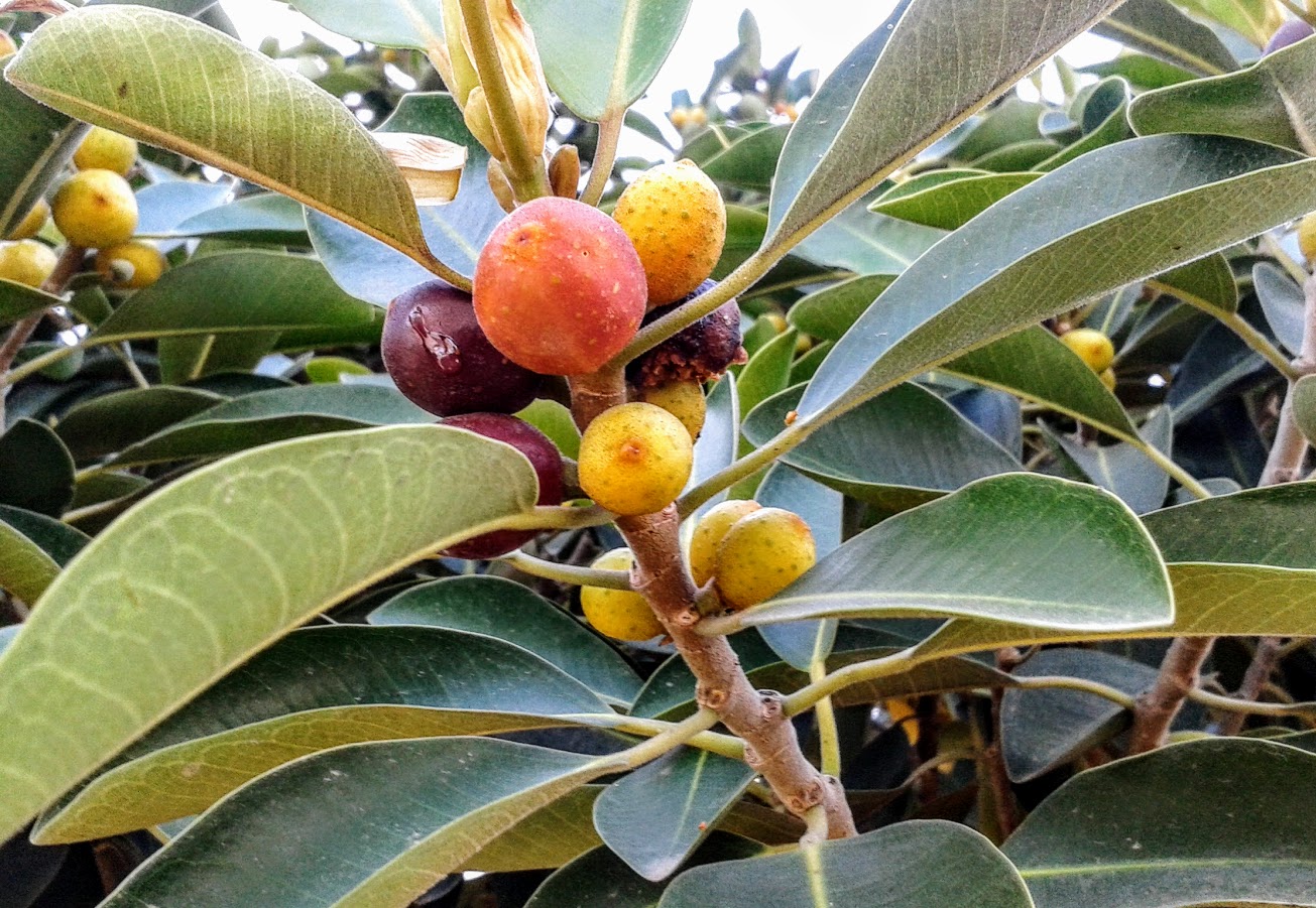 Image of Ficus obliqua specimen.