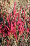 Salicornia perennans