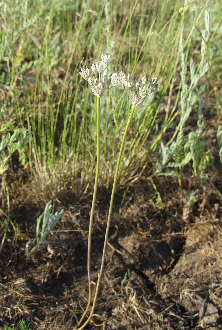 Изображение особи Allium delicatulum.