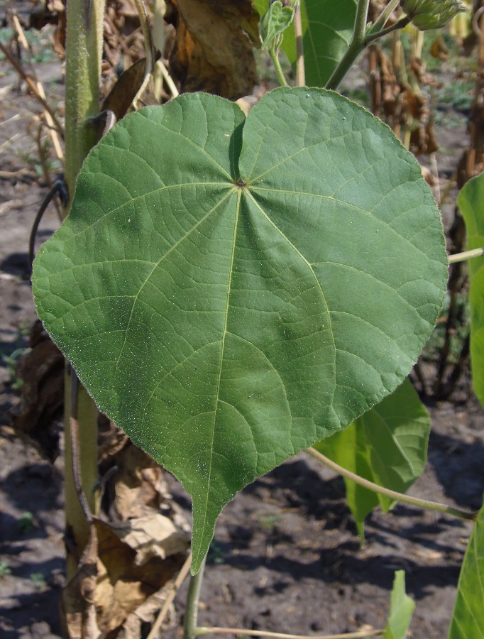 Image of Abutilon theophrasti specimen.