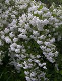 Spiraea cantoniensis