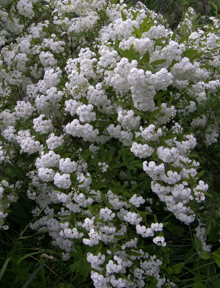 Image of Spiraea cantoniensis specimen.