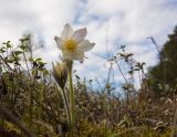 Pulsatilla patens