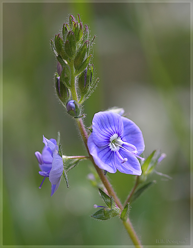 Image of Veronica chamaedrys specimen.