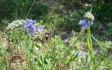 Veronica multifida. Верхушка цветущего растения. Краснодарский край, окр. г. Новороссийск, можжевеловое редколесье на каменистом склоне. 17 апреля 2014 г.