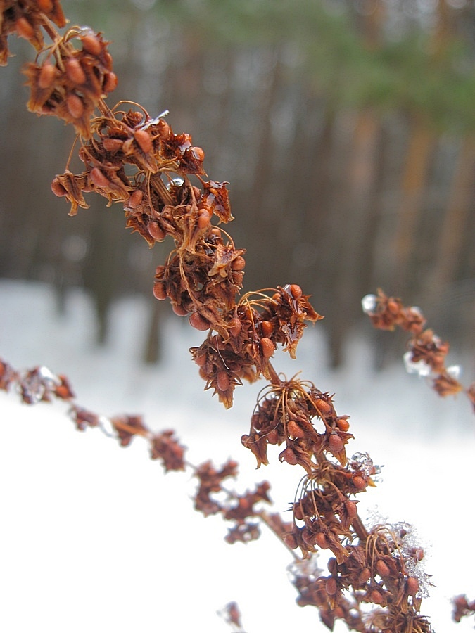 Изображение особи Rumex obtusifolius.