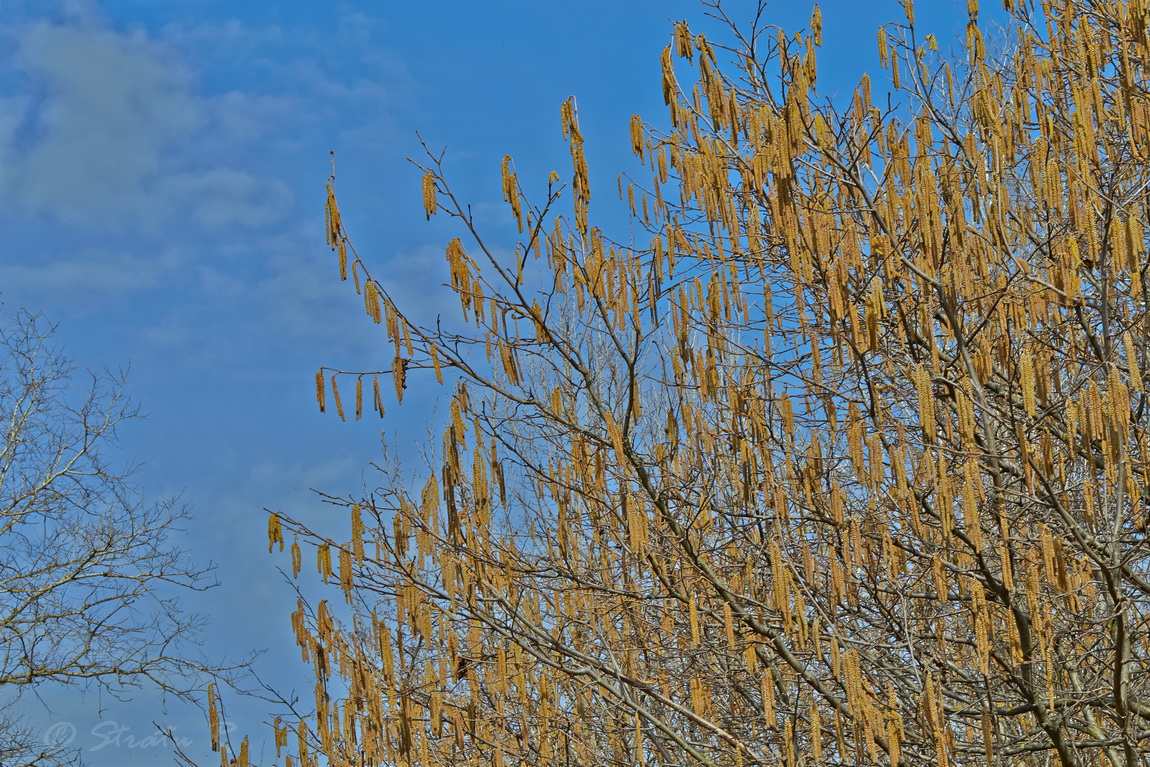 Изображение особи Corylus avellana.