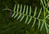 Vicia tenuifolia. Лист. Молдова, Кишинев, Ботанический сад АН Молдовы. 19.05.2015.