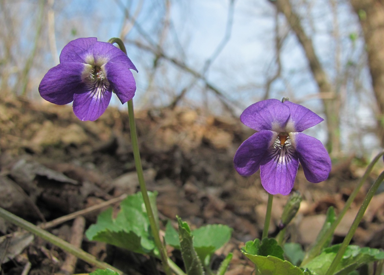 Image of Viola dehnhardtii specimen.