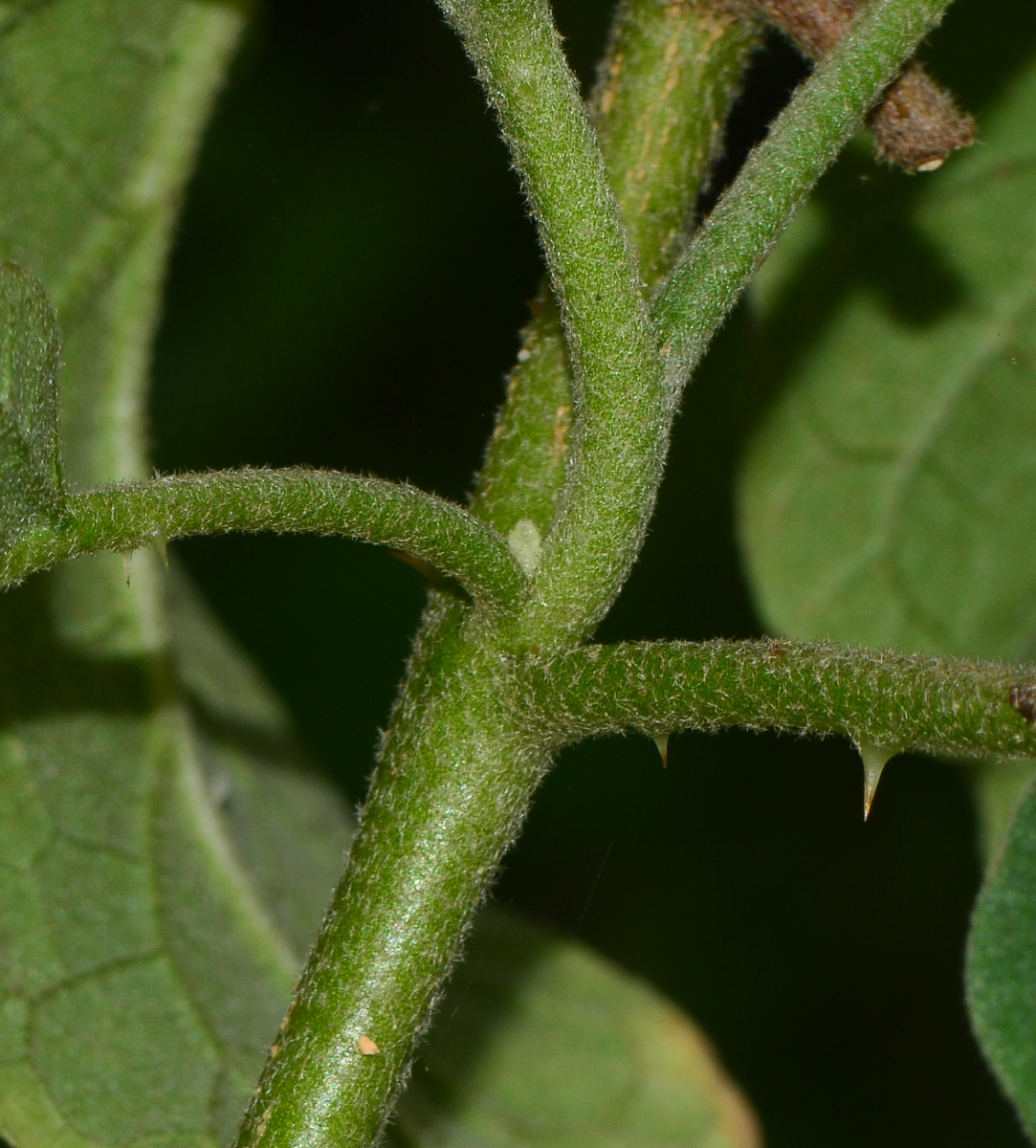 Изображение особи Solanum undatum.