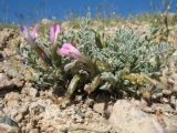 Astragalus pallasii. Цветущее растение. Южный Казахстан, Сырдарьинский Каратау, Юго-Восточный Каратау, горы Улькен Актау, долина р. Тамды, южн. склон мелкозёмных отложений. 25 апреля 2017 г.