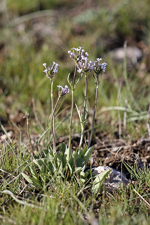 Изображение особи Valeriana chionophila.