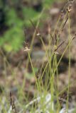 Carex vanheurckii