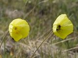 Papaver pseudocanescens