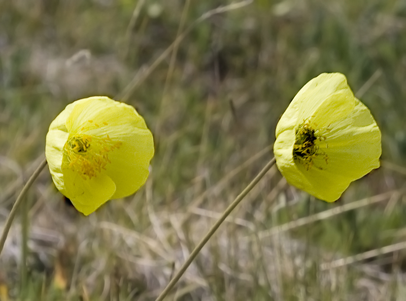 Image of Papaver pseudocanescens specimen.