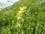 Rhinanthus minor