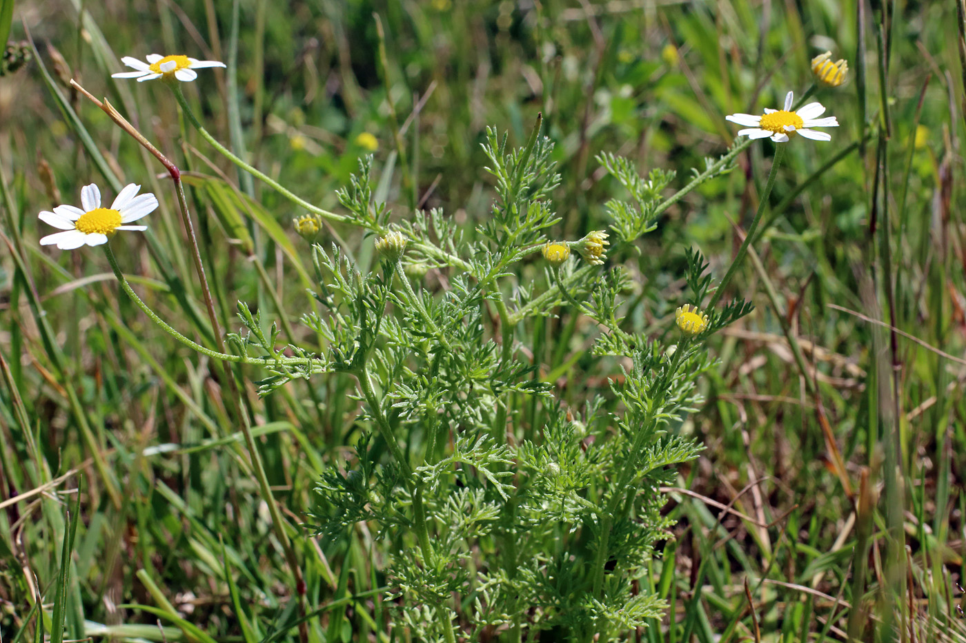 Изображение особи Anthemis cotula.