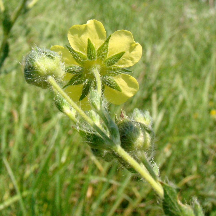 Image of Potentilla recta specimen.