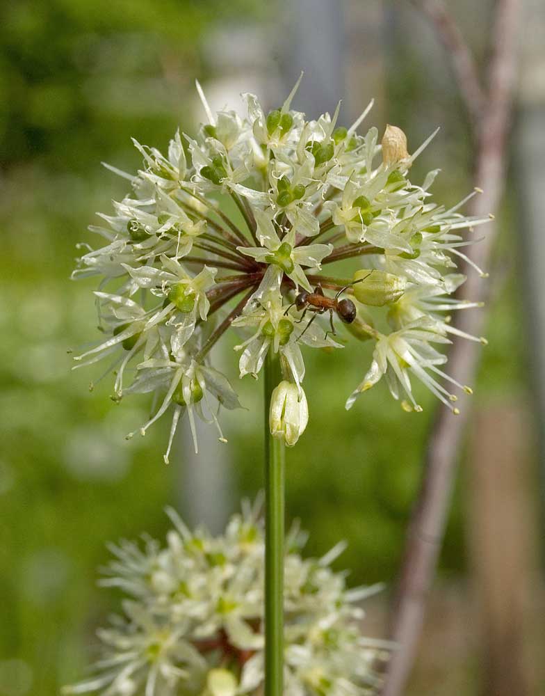 Изображение особи Allium microdictyon.