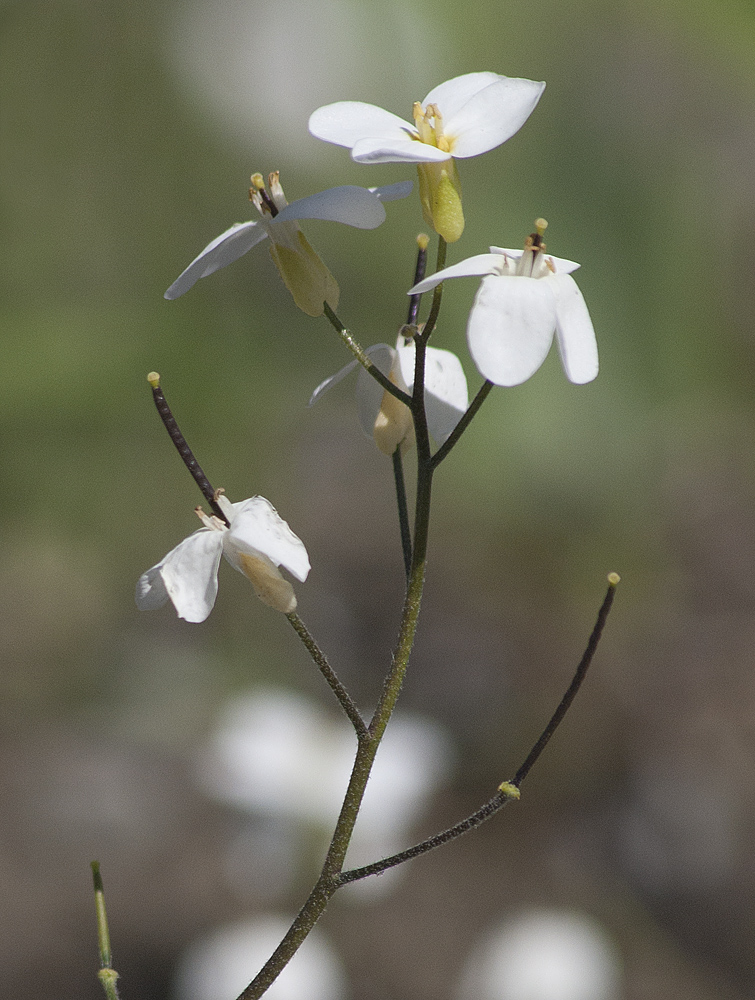 Image of Arabis caucasica specimen.