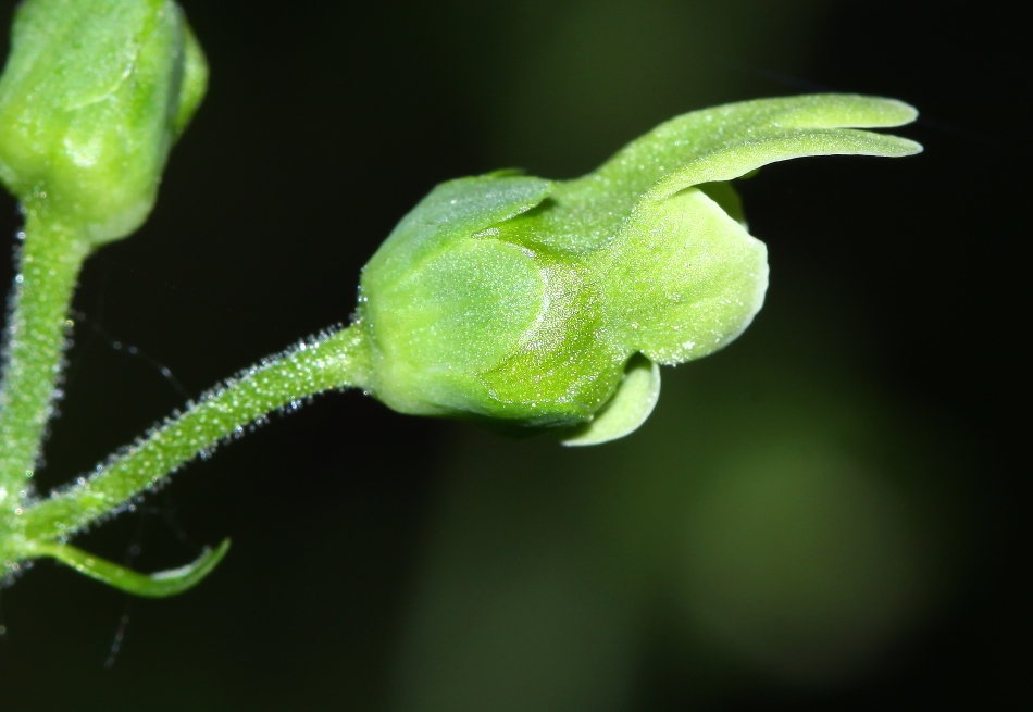 Изображение особи Scrophularia amgunensis.