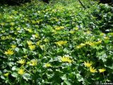 Ficaria calthifolia