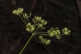 Heracleum sibiricum