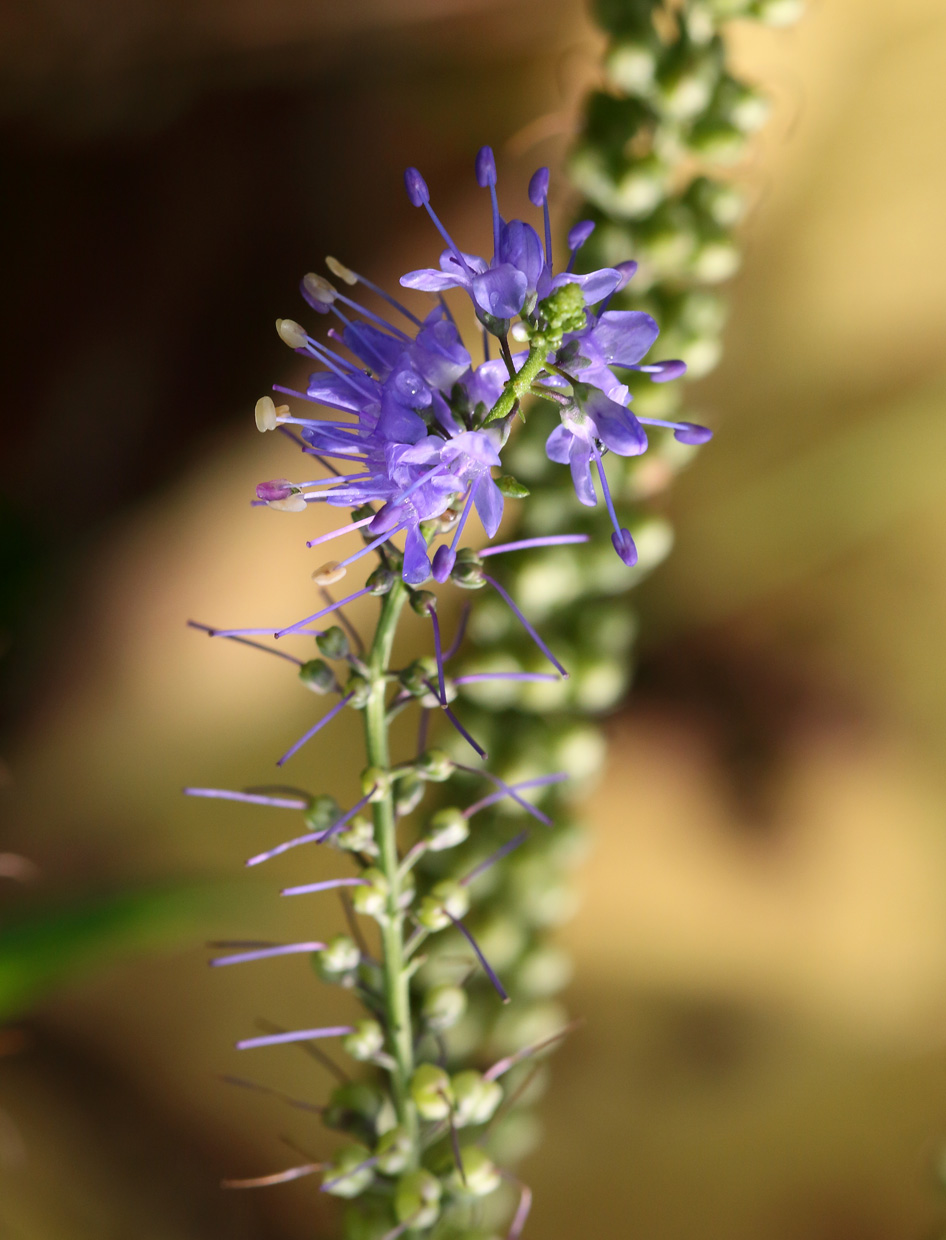 Изображение особи Veronica longifolia.