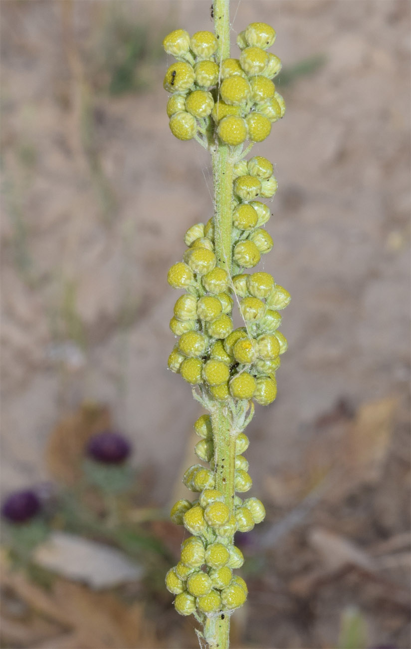 Image of Lepidolopsis turkestanica specimen.