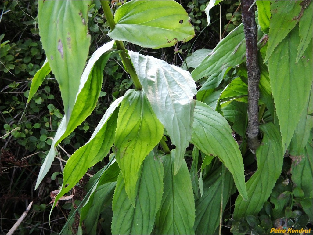 Изображение особи Digitalis grandiflora.