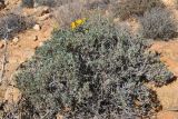 Tripteris oppositifolia