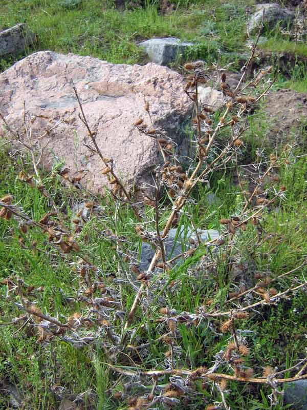 Image of Xanthium spinosum specimen.