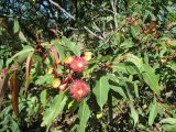 Corymbia ficifolia