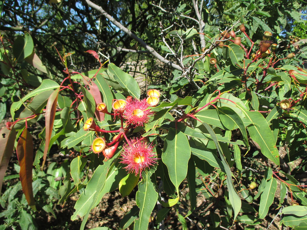 Image of Corymbia ficifolia specimen.