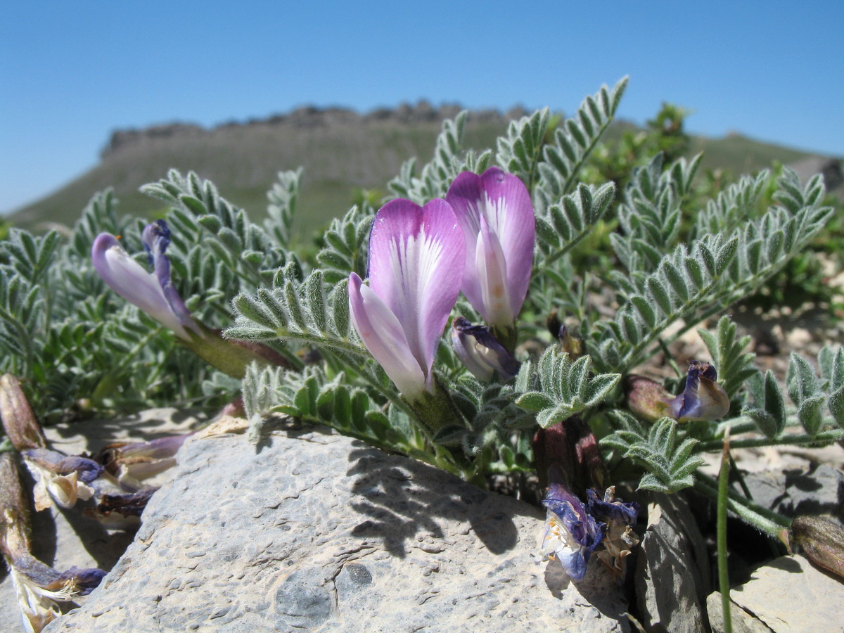 Image of Astragalus popovii specimen.