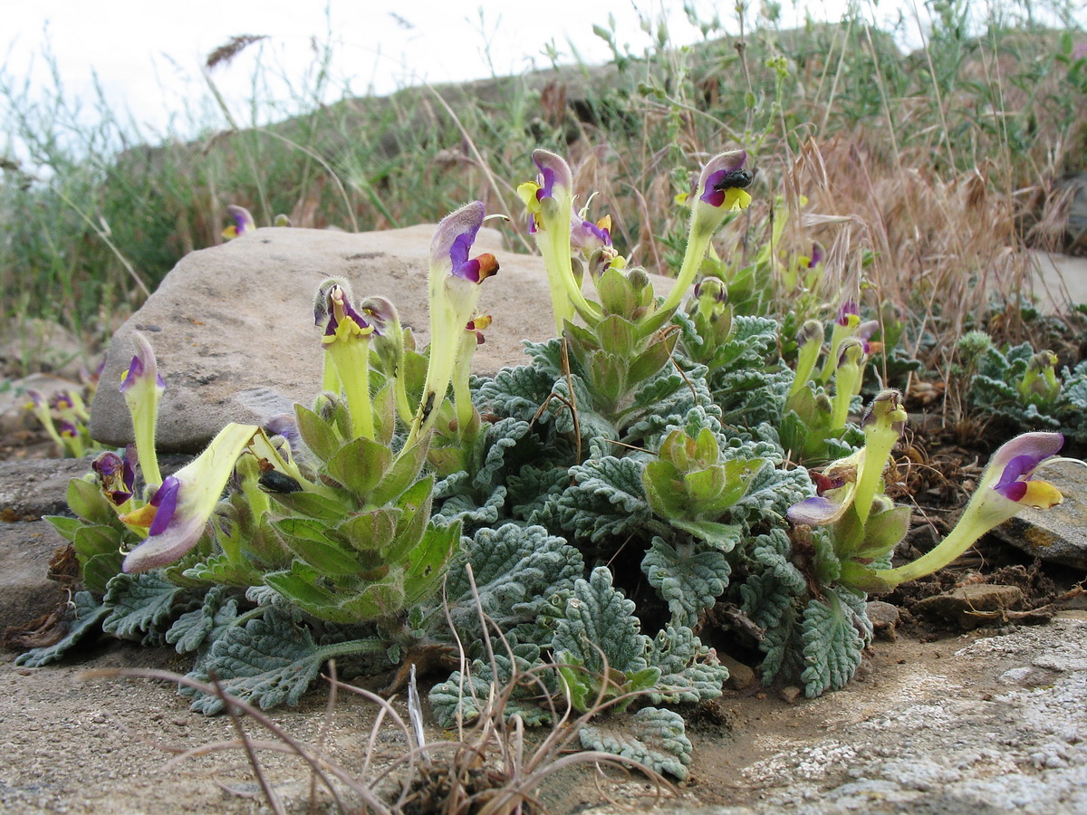 Image of Scutellaria lanipes specimen.