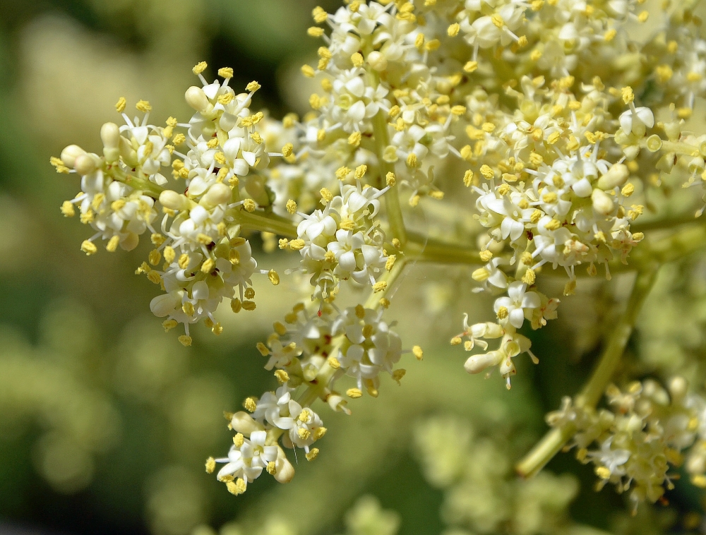 Image of Ligustrum lucidum specimen.