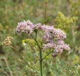 Goniolimon eximium