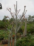 Pachypodium rutenbergianum. Цветущие растения. Австралия, г. Брисбен, ботанический сад. 23.10.2016.
