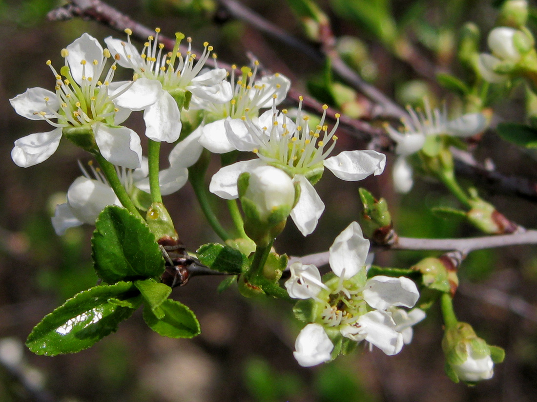 Изображение особи Cerasus fruticosa.