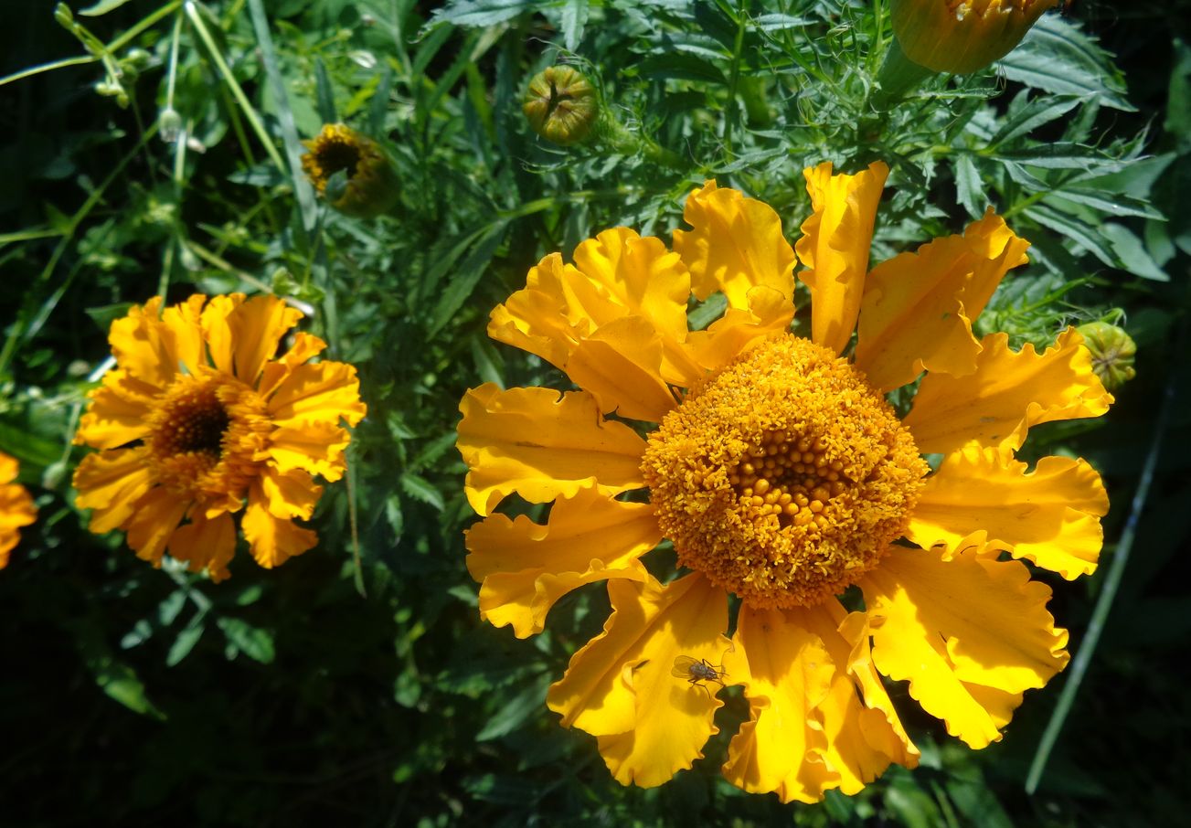 Image of Tagetes erecta specimen.