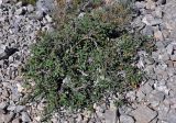 Cotoneaster pojarkovae. Плодоносящее растение (на заднем плане видна Ephedra intermedia). Таджикистан, Фанские горы, верховья р. Чапдара, ≈ 2800 м н.у.м., каменистая осыпь. 31.07.2017.
