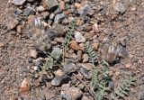 Astragalus nivalis