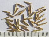 Image of taxon representative. Author is Сергей Банкетов