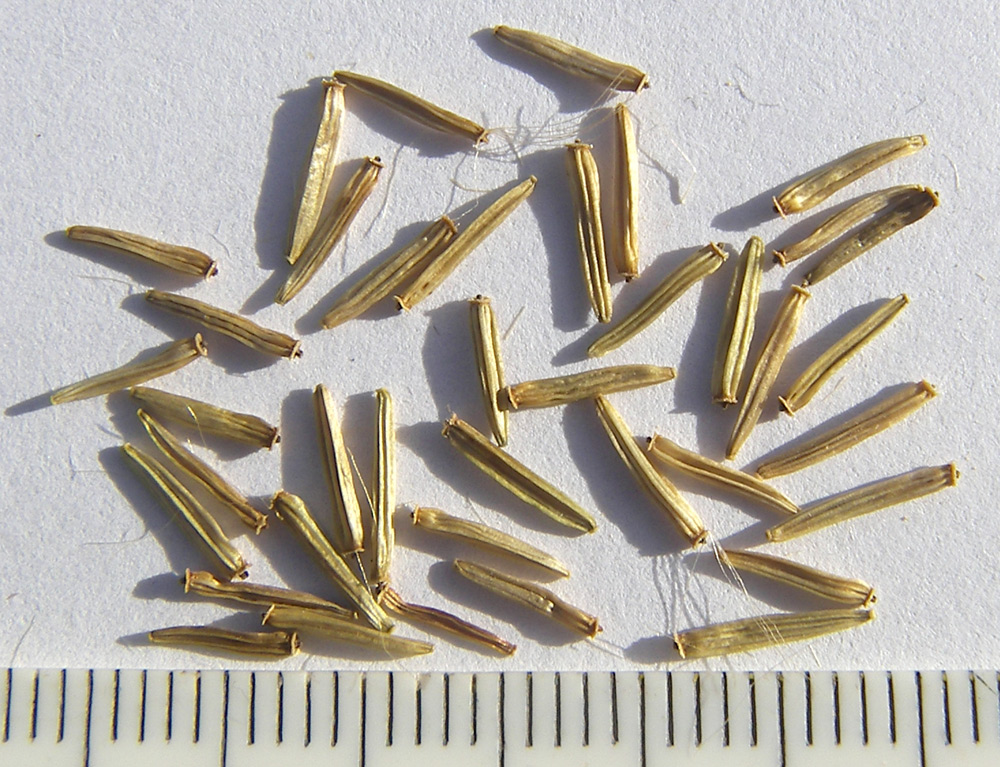 Image of Caucasalia pontica specimen.