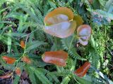 Smilax australis. Молодые побеги (на заднем плане - Nephrolepis cordifolia). Австралия, г. Брисбен, лес на горе Маунт Кут-та. 28.08.2016.