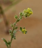 Alyssum dasycarpum